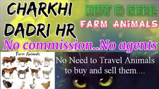 Charkhi Dadri :- Buy & Sale Farm Animals ♧ Cow, Buffalo, Sheeps - घर बैठें गाय भैंस खरीदें बेचें..