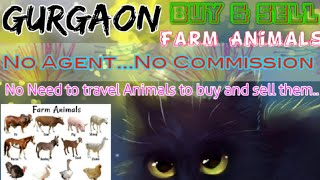 Gurgaon :- Buy & Sale Farm Animals ♧ Cow, Buffalo, Sheeps - घर बैठें गाय भैंस खरीदें बेचें..