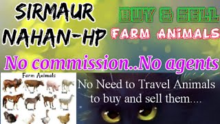 Sirmaur Nahan :- Buy & Sale Farm Animals ♧ Cow, Buffalo, Sheeps - घर बैठें गाय भैंस खरीदें बेचें..