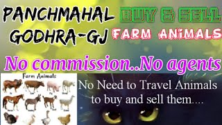 Panchmahal Godhra :- Buy & Sale Farm Animals ♧ Cow, - घर बैठें गाय भैंस खरीदें बेचें..