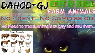 Dahod :- Buy & Sale Farm Animals ♧ Cow, Buffalo, Sheeps - घर बैठें गाय भैंस खरीदें बेचें..