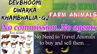 Devbhoomi Dwarka Khambhalia :- Buy & Sale Farm Animals ♧ Cow - घर बैठें गाय भैंस खरीदें बेचें..