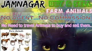 Jamnagar :- Buy & Sale Farm Animals ♧ Cow, Buffalo, Sheeps - घर बैठें गाय भैंस खरीदें बेचें..