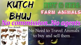 Kutch Bhuj :- Buy & Sale Farm Animals ♧ Cow, Buffalo, Sheeps - घर बैठें गाय भैंस खरीदें बेचें..