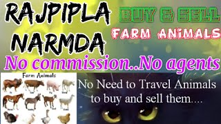 Rajpipla Narmada :- Buy & Sale Farm Animals ♧ Cow, - घर बैठें गाय भैंस खरीदें बेचें..