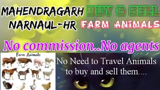 Mahendragarh Narnaul :- Buy & Sale Farm Animals ♧ Cow, - घर बैठें गाय भैंस खरीदें बेचें..
