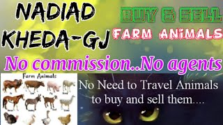 Nadiad Kheda :- Buy & Sale Farm Animals ♧ Cow, Buffalo, Sheeps - घर बैठें गाय भैंस खरीदें बेचें..