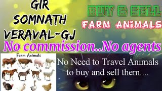 Gir Somnath Veraval :- Buy & Sale Farm Animals ♧ Cow - घर बैठें गाय भैंस खरीदें बेचें..