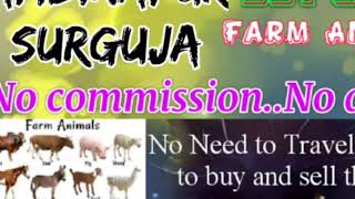 Ambikapur Surguja :- Buy & Sale Farm Animals ♧ Cow - घर बैठें गाय भैंस खरीदें बेचें..