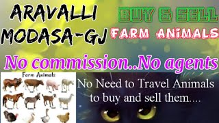 Aravalli Modasa :- Buy & Sale Farm Animals ♧ Cow, Buffalo, Sheeps - घर बैठें गाय भैंस खरीदें बेचें..