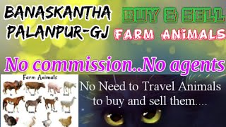 Banaskantha Palanpur :- Buy & Sale Farm Animals ♧ Cow - घर बैठें गाय भैंस खरीदें बेचें..