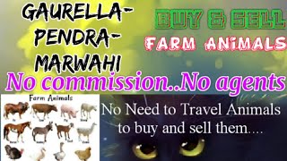Gaurella Pendra Marwahi :- Buy & Sale Farm Animals ♧ Cow - घर बैठें गाय भैंस खरीदें बेचें..