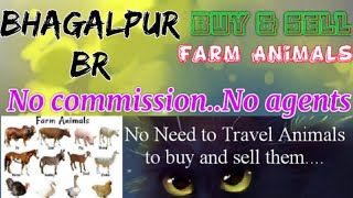 Bhagalpur :- Buy & Sale Farm Animals ♧ Cow, Buffalo, Sheeps - घर बैठें गाय भैंस खरीदें बेचें..