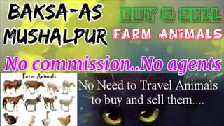 Baksa Mushalpur :- Buy & Sale Farm Animals ♧ Cow, Buffalo, Sheeps - घर बैठें गाय भैंस खरीदें बेचें..