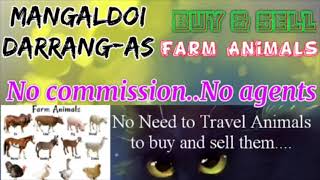 Mangaldoi Darrang :- Buy & Sale Farm Animals ♧ Cows - घर बैठें गाय भैंस खरीदें बेचें..