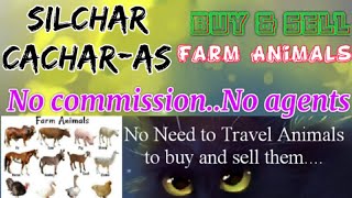 Silchar Cacher :- Buy & Sale Farm Animals ♧ Cow, Buffalo, Sheeps - घर बैठें गाय भैंस खरीदें बेचें..