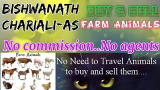 Bishwanath Chariali :- Buy & Sale Farm Animals ♧ Cows - घर बैठें गाय भैंस खरीदें बेचें..