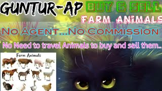 Guntur :- Buy & Sale Farm Animals ♧ Cow, Buffalo, Sheeps - घर बैठें गाय भैंस खरीदें बेचें..