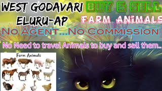 West Godavari Eluru :- Buy & Sale Farm Animals ♧ Cow - घर बैठें गाय भैंस खरीदें बेचें..