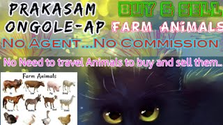 Prakasam Ongole :- Buy & Sale Farm Animals ♧ Cow, Buffalo, Sheeps - घर बैठें गाय भैंस खरीदें बेचें..
