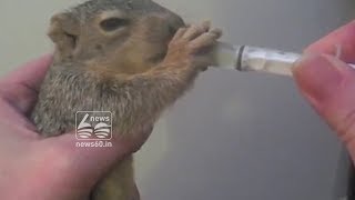 German police save man being chased by baby squirrel