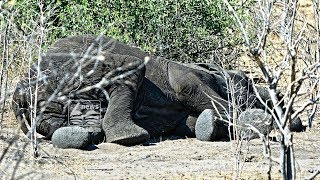 Dozens of elephants killed near wildlife sanctuary
