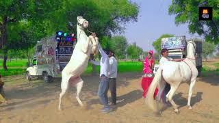 New Marwadi Song | बचाइले मेरी ससुलिया | Latest Rajasthani Video Song 2021 | Maina