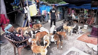 This Lady Feeds 500 Dogs Daily ????