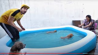 Worlds Smallest Dog Swimming Tournament - *Finale*