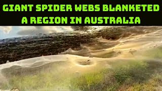 See: Giant Spider Webs Blanketed A Region In Australia | Catch News