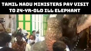 Tamil Nadu Ministers Pay Visit To 24-Yr-Old Ill Elephant At Madurai Temple | Catch News