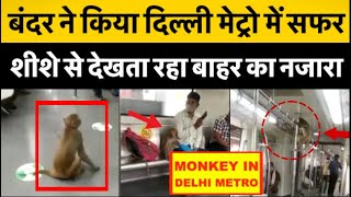 Monkey ने किया Delhi Metro में सफर, शीशे से देखता रहा बाहर का नजारा