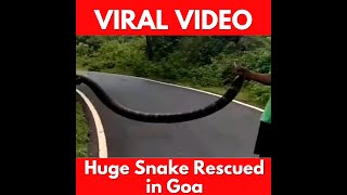 #ViralVideo | Huge snake rescued in Goa, Can you identify it? Comment Below