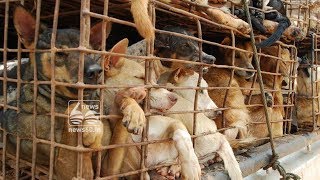 Vietnam capital Hanoi tells citizens to stop eating dog meat due to rabies risk