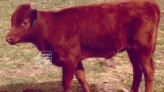 World  End : Birth of red heifer in Israel