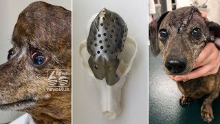 Lucky dog gets 3D-printed skull plate after tumor removal