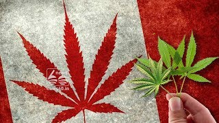 legalize canabis in canada