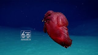Researchers Discover ‘Headless Chicken Monster’ In The Ocean Near Antarctica