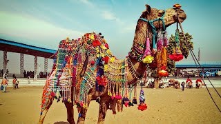 The world's largest camel festival will begin in Pushkar next month
