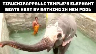 Tiruchirappalli Temple’s Elephant Beats Heat By Bathing In New Pool | Catch News