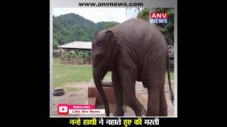 नन्हे हाथी का पानी में मस्ती करते वीडियो वायरल #viralvideo #newsviral #animalviral