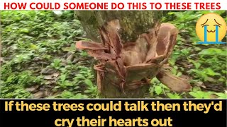 #Sanguem | How could someone do this to these trees ????