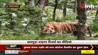 Jungle में घास खा रहा बाघ Video सोशल मीडिया में Viral