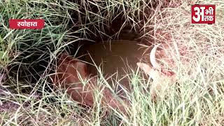 गड्ढे में गिरी गाय, ग्रामीणों ने बामुश्किल बाहर निकाला