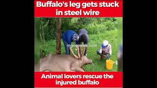 Buffalo's leg gets stuck in steel wire, Rescued
