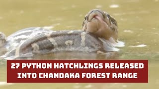 27 Python Hatchlings Released Into Chandaka Forest Range In Odisha | Catch News
