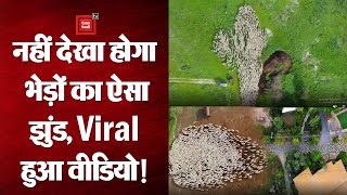 Drone Photographer ने Sheep के झुंड का बनाया ऐसा Video, Viral होने पर हो रही खूब तारीफ!