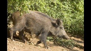 Human-animal conflict, Goa to declare wild boar as vermin informs CM