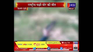 Bijnor News| UP | बिजनौर में राष्ट्रीय पक्षी मोर की मौत, वन विभाग में मचा हड़कंप