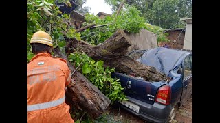 Man trapped after huge tree collapsed in Talaulim